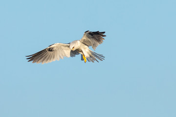 Very close view of a white-tailed kite about to strike, seen in the wild in North California