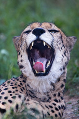 Cheetah © Cloudtail
