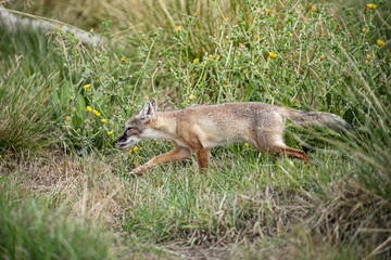 Corsac Fox in captivity
