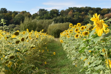 Closeup of several yellow sunflowers on a meadow on a sunny summer day with many trees in background