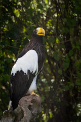 Steller's sea eagle