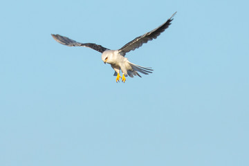 Very close view of a white-tailed kite about to strike, seen in the wild in North California