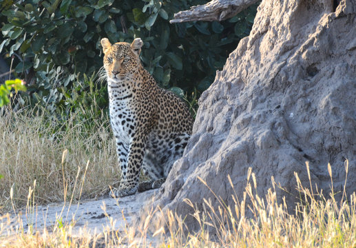 Leopard in Moremi Game Reserve