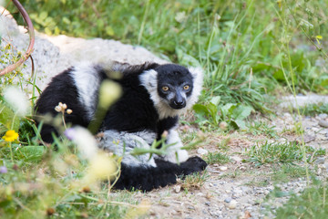 Black-and-white ruffed lemur