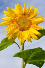 Closeup of a beautiful yellow sunflower on a sunny summer day with a blue sky in background