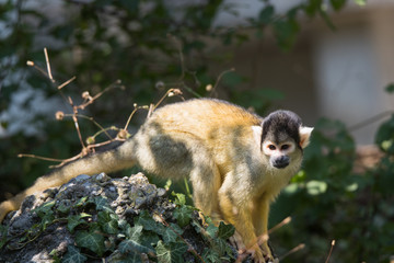 black-capped squirrel monkey
