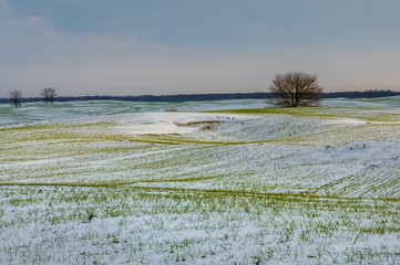 Winter fields in the snow. Winter. Wheat. Winter fields. South of Russia.