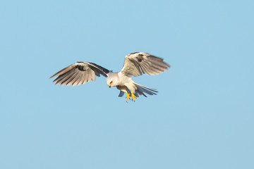 Very close view of a white-tailed kite about to strike, seen in the wild in North California