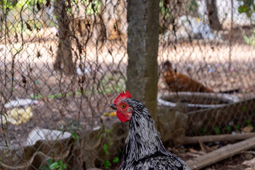 Black Rooster looking attentively. Beautiful Rooster walks in the farm