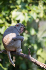 Rhesus macaque