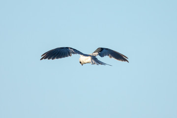 Very close view of a white-tailed kite about to strike, seen in the wild in North California