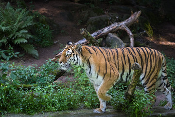 Obraz premium Amur tiger