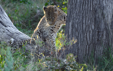 Leopoard in Moremi Game Reserve