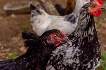 Black Chicken Looking carefully. Black Rooster Behind Nice Chicken