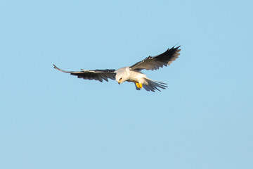 Very close view of a white-tailed kite about to strike, seen in the wild in North California