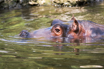 Hippopotamus