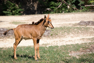 Sable antelope © Cloudtail