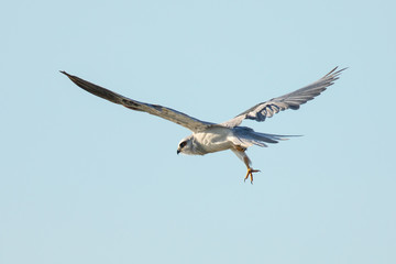 Very close view of a white-tailed kite about to strike, seen in the wild in North California