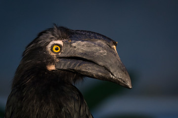 black hornbill