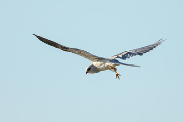 Very close view of a white-tailed kite about to strike, seen in the wild in North California