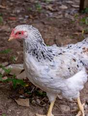 white chicken looking attentively. Beautiful chicken walks in farm