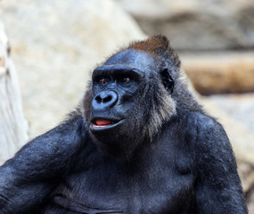 Obraz premium Gorilla