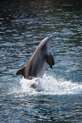 common bottlenose dolphin