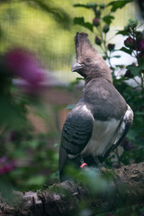 White-bellied go-away-bird