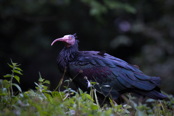 Northern bald ibis