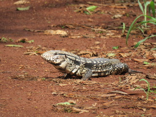 Fototapeta premium Teiú