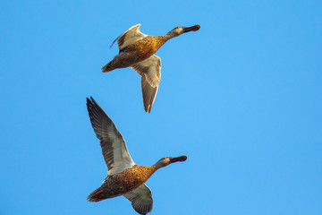 Couple of Northern Shovelers, flying in beautiful light 