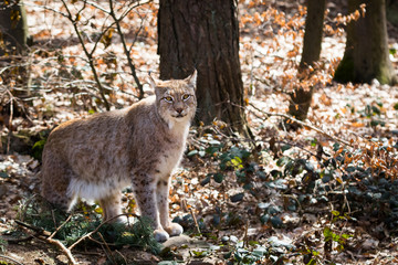 Lynx