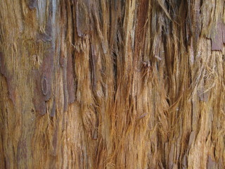 Casca de madeira, casca de eucalipto, textura de casca de madeira.
