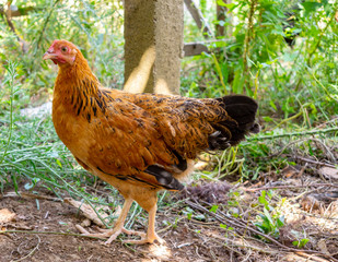 yellow chicken looking attentively. Beautiful chicken green background