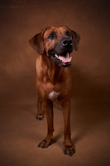 Ridgeback