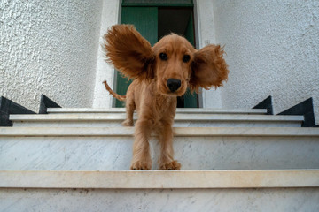 funny puppy dog cocker spaniel portrait with spread ears