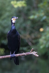 Great cormorant