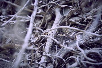 branches of plant