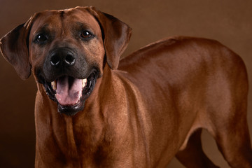 Ridgeback