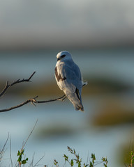 Very close view of a white-tailed kite on a bush, seen in the wild in a North California marsh