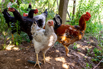 Colored Chickens Looking carefully. Chickens and roosters walking in the garden.