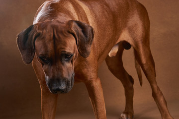 Ridgeback
