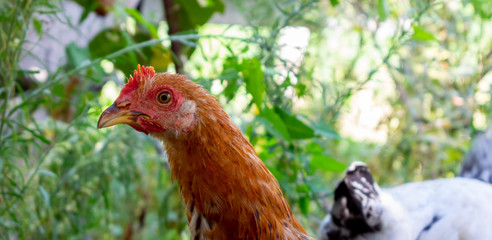 colorful chicken looking attentively. Beautiful chicken green background