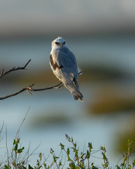 Very close view of a white-tailed kite on a bush, seen in the wild in a North California marsh