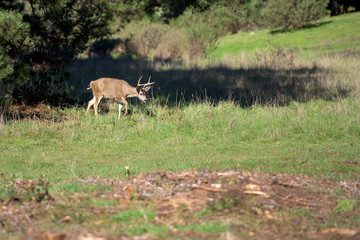 Naklejka na ściany i meble Deer walking in green field