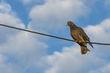 Ptak na linie, w tle błękitne niebo. 