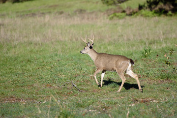 Deer walking in grass covered meadow