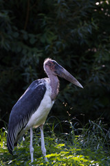 Marabou stork