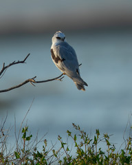 Very close view of a white-tailed kite on a bush, seen in the wild in a North California marsh