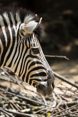 Zebra